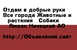 Отдам в добрые руки  - Все города Животные и растения » Собаки   . Ямало-Ненецкий АО